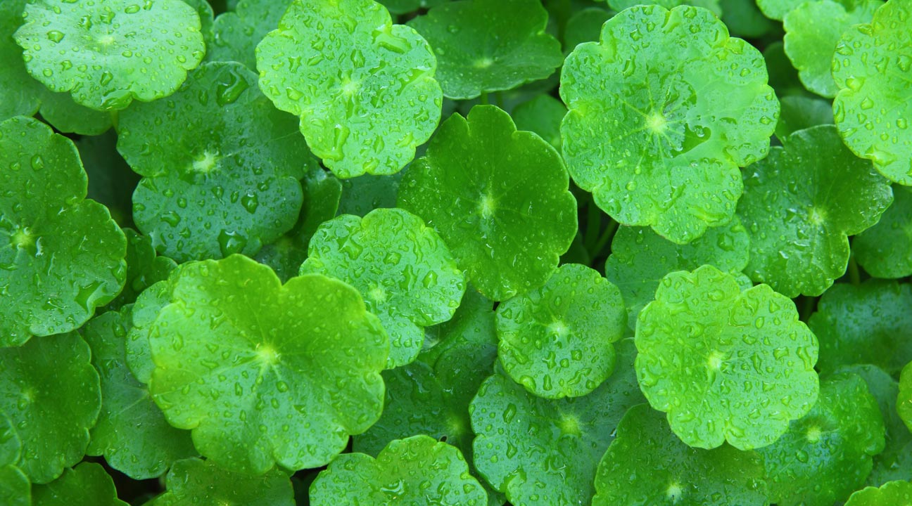 Gotu Kola: The Anti-Aging Skincare Elixir