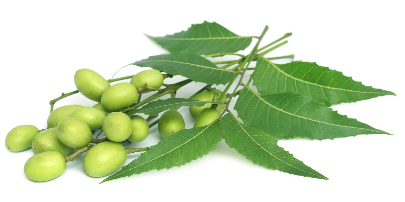 Neem - The Magic Ingredient to Heal Skin