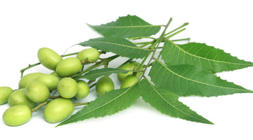 Neem - The Magic Ingredient to Heal Skin