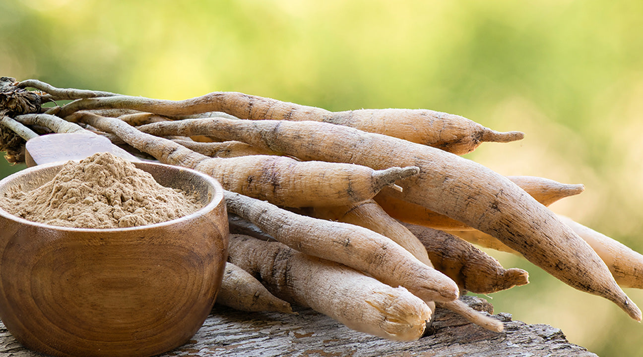 Shatavari: The 'Hundred Root' miracle for female health – SUNDÃRI