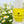 Chamomile Eye Oil - SUNDÃRI