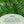 Neem and Avocado Balancing Moisturizer - SUNDÃRI